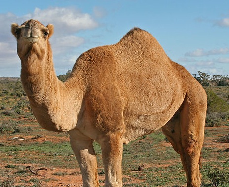487px-07._Camel_Profile%2C_near_Silverton%2C_NSW%2C_07.07.2007.jpg