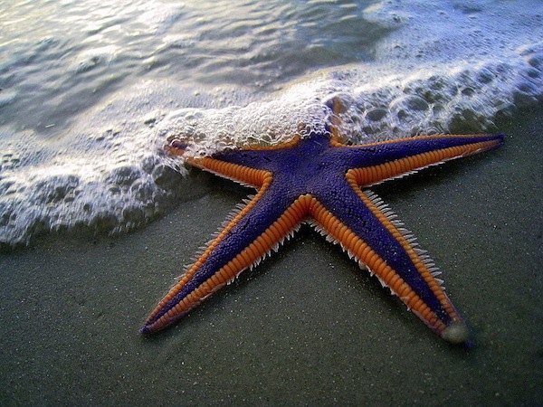 starfishrcw2.jpg